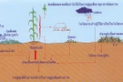 ธาตุอาหารพืชในดิน