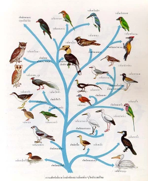การจำแนกชนิดนกในประเทศไทย