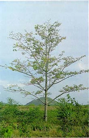 งิ้ว (semal tree)