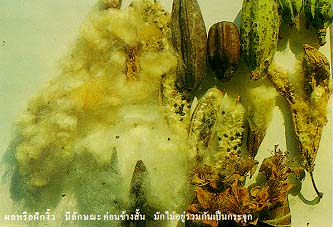 คลิกชมภาพต่อไป