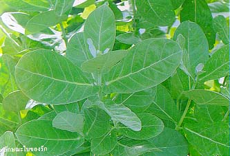 รัก (crown flower, giant milk weed, Akund floss)