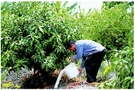 ตัวอย่างการผลิตไม้ผลนอกฤดูของไทย : มะม่วง