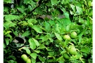 ตัวอย่างการผลิตไม้ผลนอกฤดูของไทย : มะนาว