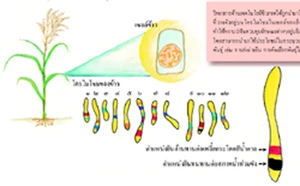 พันธุศาสตร์โมเลกุล