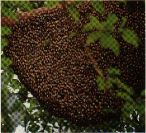 พิษของยาฆ่าแมลงต่อผึ้ง