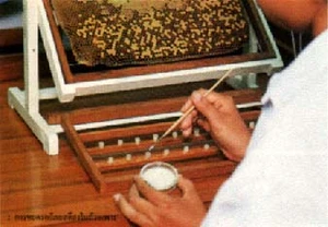 การผลิตนางพญาผึ้งโพรงไทย