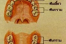 ฟันและเหงือกของเรา