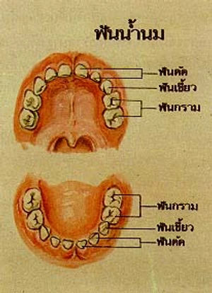 ฟันและเหงือกของเรา