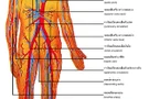 ระบบไหลเวียนโลหิต