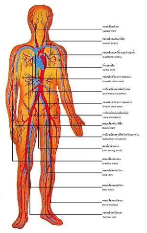 ระบบไหลเวียนโลหิต