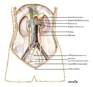ระบบไตและทางเดินปัสสาวะ