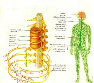 โรคระบบประสาท