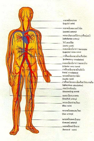 โรคระบบหัวใจและหลอดเลือด