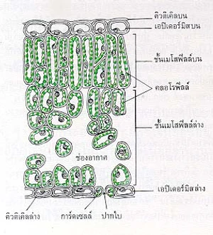 อวัยวะหายใจของพืชบก