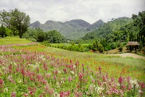 การเกษตรที่สูงในประเทศไทย