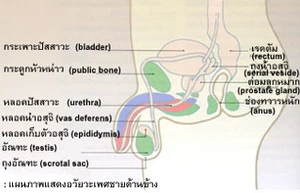 โรคติดต่อทางเพศสัมพันธ์