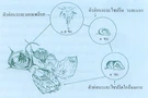 การสืบพันธุ์และชีวประวัติของสัตว์ทะเลหน้าดิน