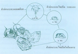 การสืบพันธุ์และชีวประวัติของสัตว์ทะเลหน้าดิน