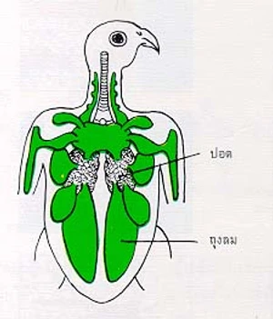 อวัยวะหายใจของสัตว์บก