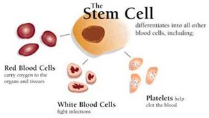 Stem cells