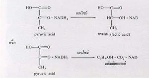 ขบวนการหายใจภายในเซลล์