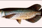 ปลาตะพัด (Asian Arowana )  