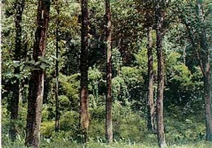 ทรัพยากรป่าไม้ในประเทศไทย