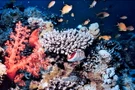 ปะการัง (Coral)