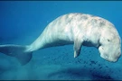 พะยูน (Dugong)