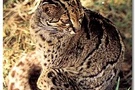 แมวลายหินอ่อน (Marbled Cat)