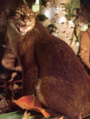 แมวแดงบอร์เนียว (Bornean Bay Cat)