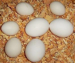 การรับประทานไข่