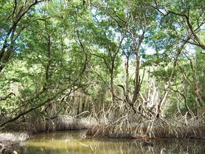 ป่าชายเลน (Mangrove forest)
