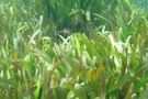 หญ้าทะเล (SeaGrasses)