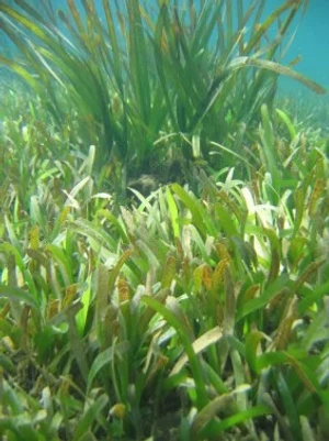 หญ้าทะเล (SeaGrasses)