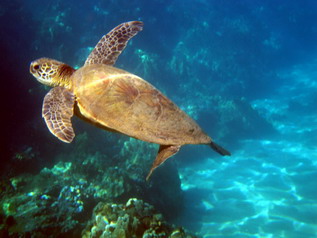 เต่าทะเล (Sea Turtle)