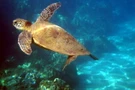 เต่าทะเล (Sea Turtle)