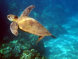 เต่าทะเล (Sea Turtle)
