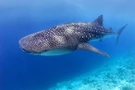 ฉลามวาฬ (Whale Shark)