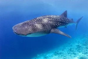 ฉลามวาฬ (Whale Shark)