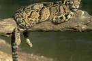 เสือลายเมฆ (Clouded Leopard)