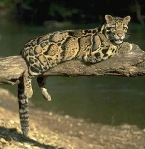 เสือลายเมฆ (Clouded Leopard)