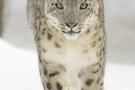 เสือดาวหิมะ (Snow Leopard)
