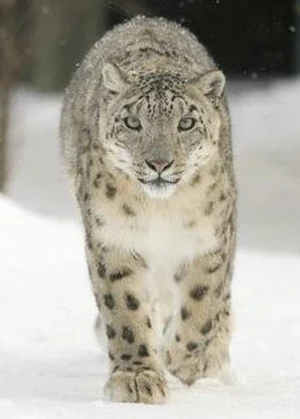 เสือดาวหิมะ (Snow Leopard)