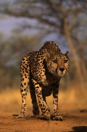 เสือชีตาห์ (Cheetah)