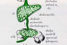 สมดุลของของเหลวในร่างกายสัตว์