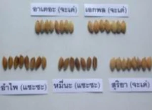 โครงการถ่ายทอดเทคโนโลยีการปลูกข้าวไร่ บ้านแสนใจใหม่ จ. เชียงราย