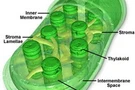 คลอโรพลาสต์ (chloroplast)