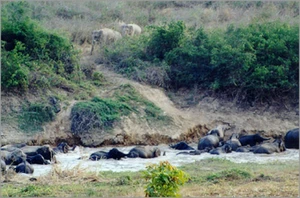 อุทยานแห่งชาติกุยบุรี