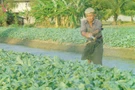 ประเภทของการทำสวนผัก (types of vegetable gardening)